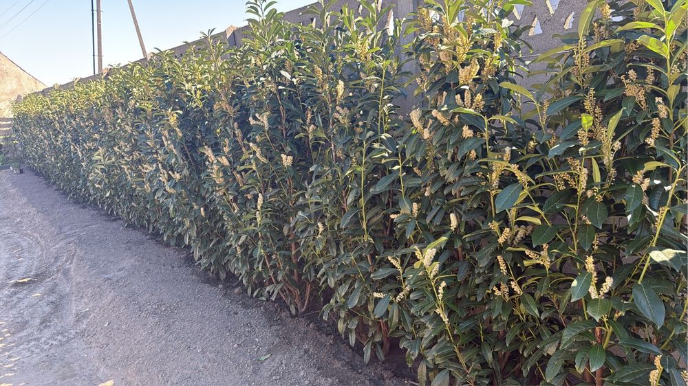 laurowisnia mrozodoprona genolia sadzonki 80 cm