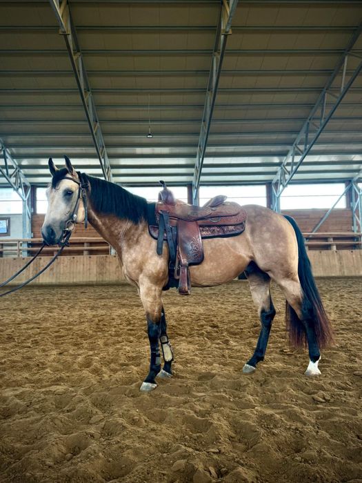 Ogier AQH 3 lata reining