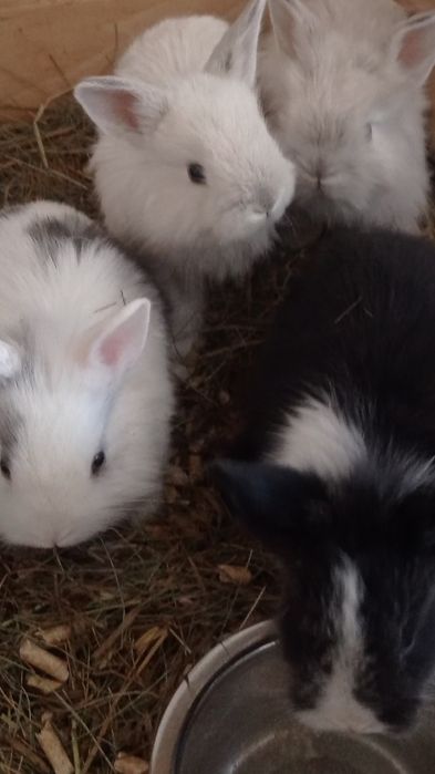 Декоративні кролики