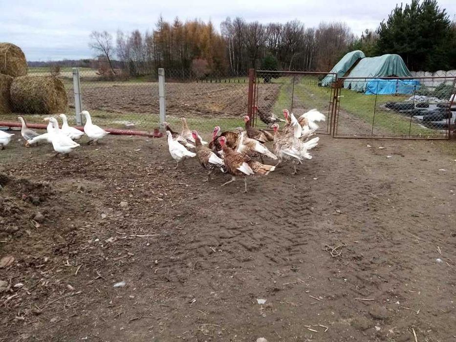 Indyki Gęsi  Pary Lęgowe Pojedyncze  Sztuki Półtusze
