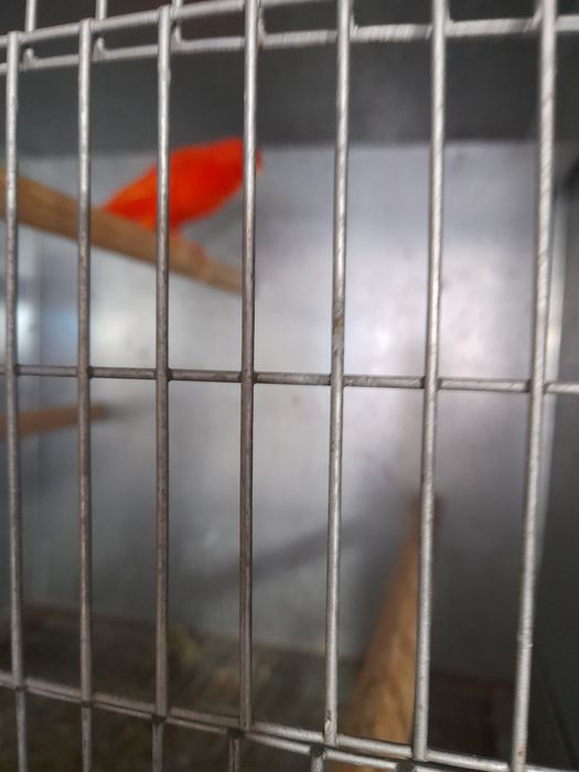 Canários de várias espécies