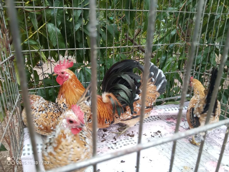 Liliputy liliputki karzełek polski kury nioski