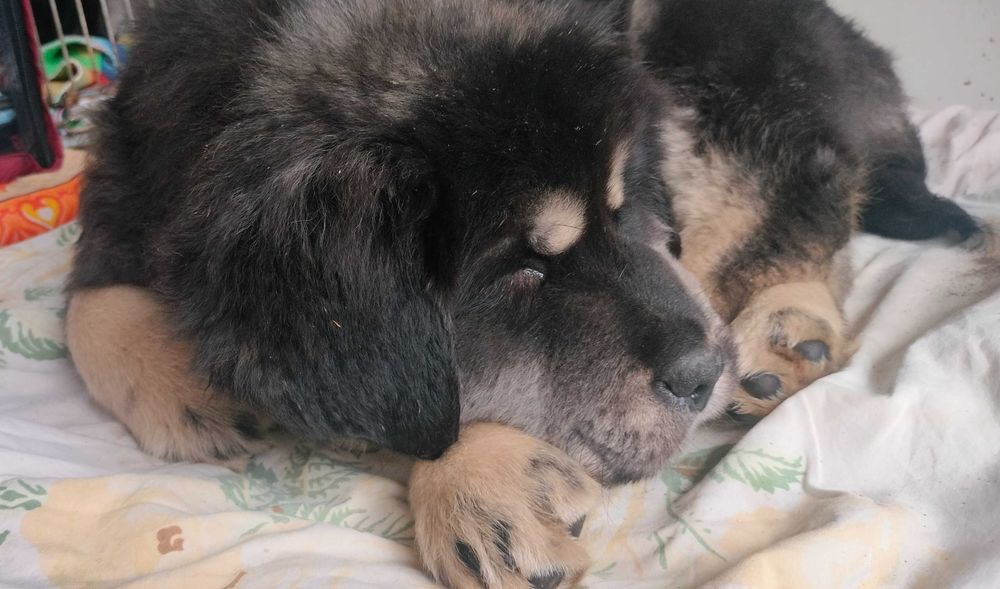 Цуценя тибетского мастіфа