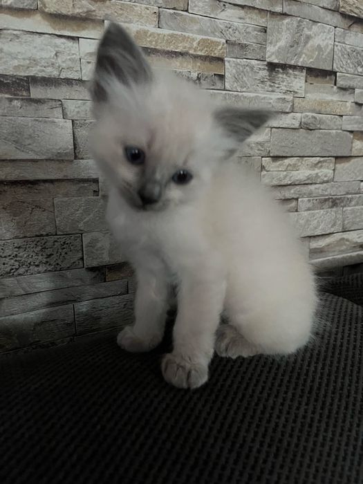 Kocurki ragdoll gotowe do zmiany domu