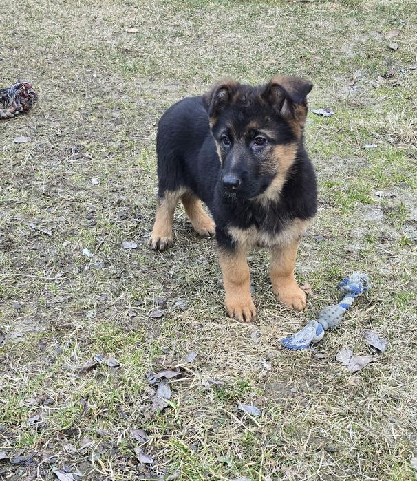 Owczarek Niemiecki Krótkowłosy