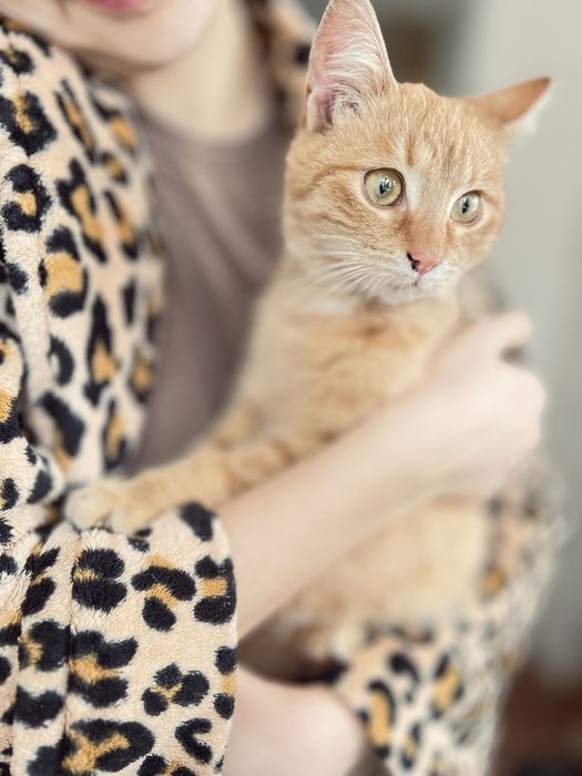 Чудовий котик в добрі руки