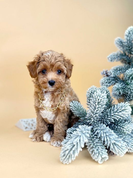 Мальтіпу хлопчик, золотий окрас