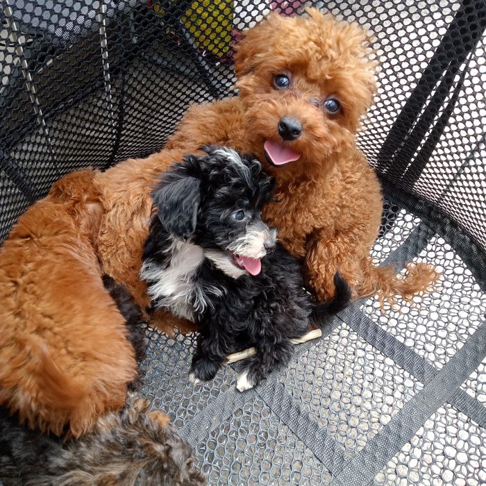 Хлопченя Мальтіпу суперовий,міні.