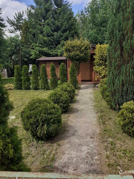 BEZPOŚREDNIO sprzedam działkę 400 m2 ROD Konwalia Mokra Prawa / Skierniewice