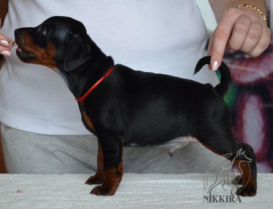 Хлопчики  мініатюрного(цверг) пінчера