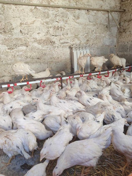 Мирогоща Друга! КУРИ Несушки! З безкоштовною ДОСТАВКОЮ!!!