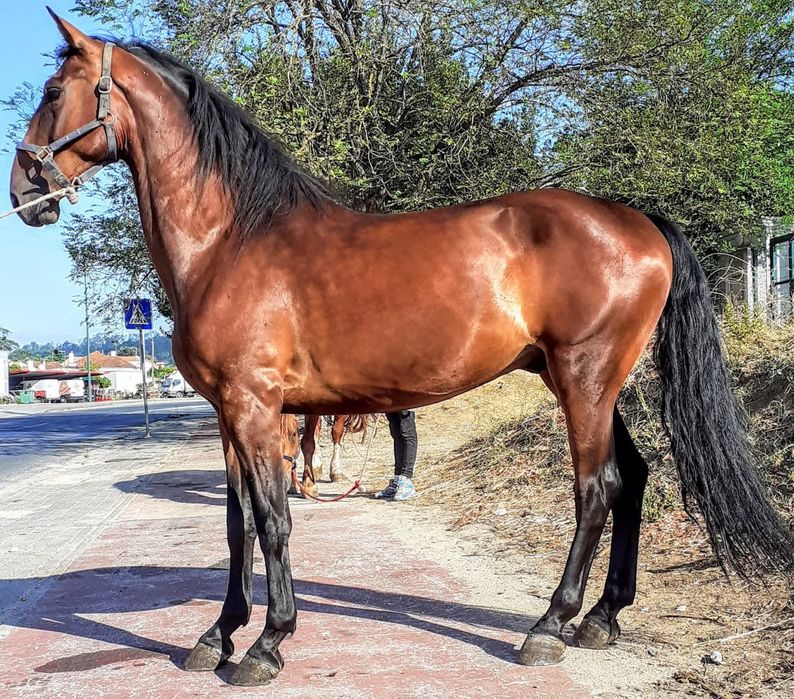 Cavalo castrado  .