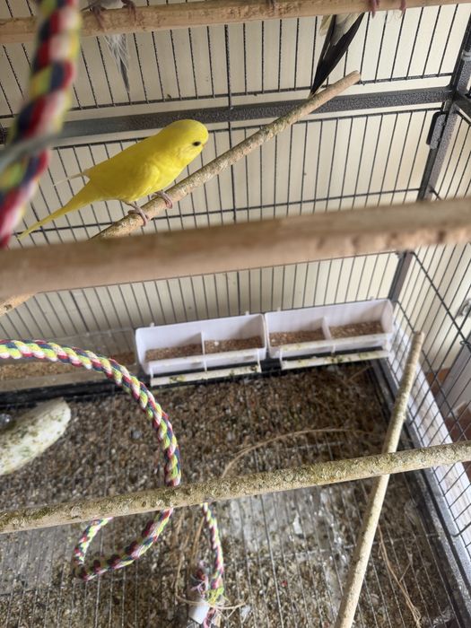 Piriquitos e caturras