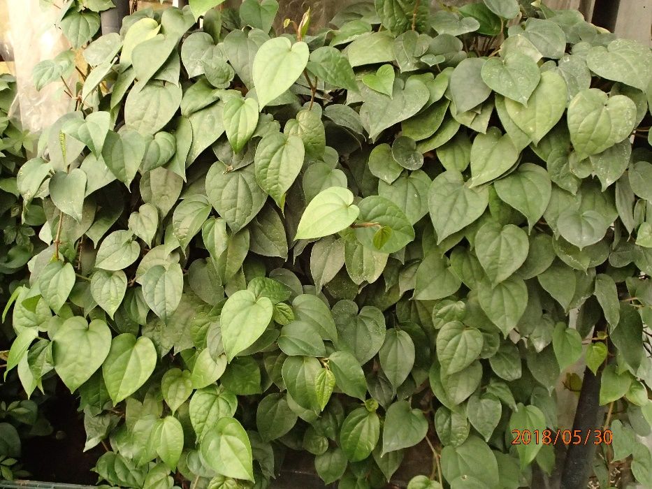 Pieprz czarny sadzonka w doniczce Piper nigrum