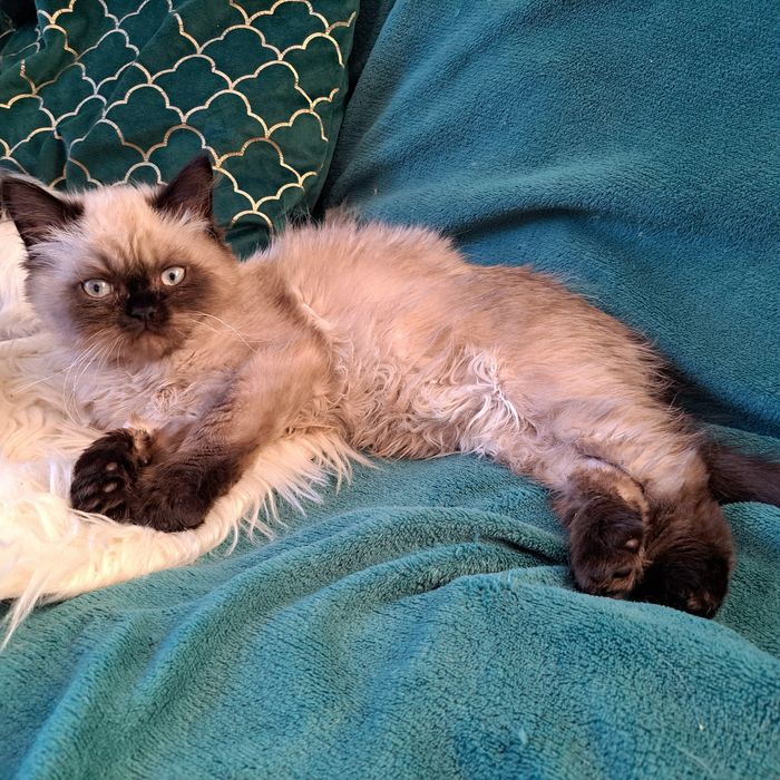 Kocurek, Perski, pers color point