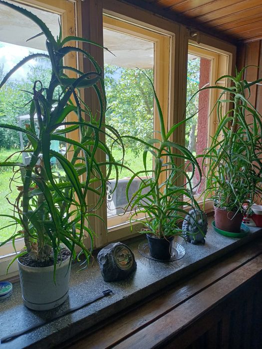 Aloes leczniczy doniczkowy.