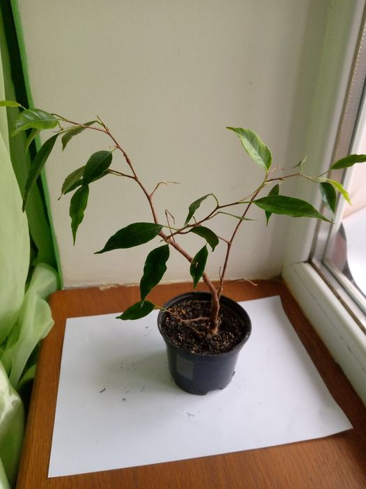 Фікус кімнатний Анастасія