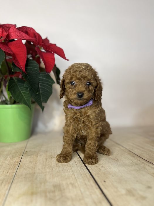 Pudel toy/miniatura chlopiec