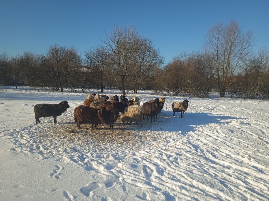 Продам молоді вівці