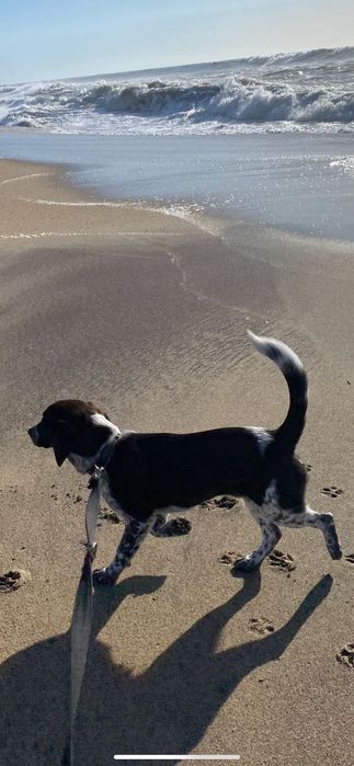 Filhote beagle para adoção responsável 7 meses