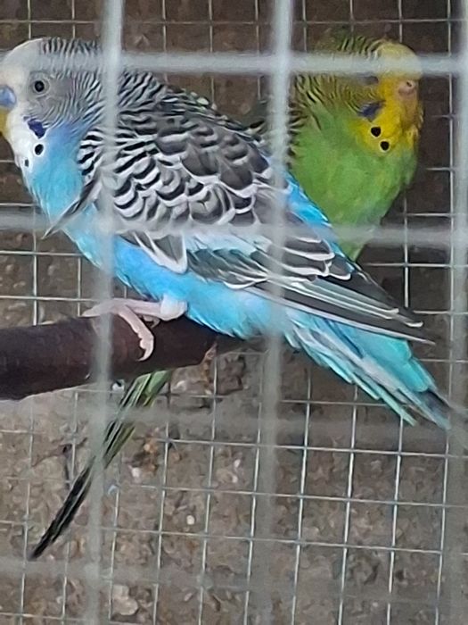 Perikitos australianos
