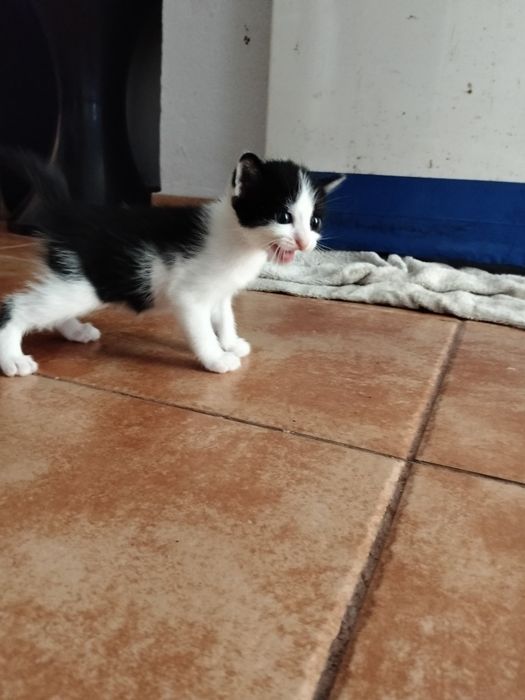 2 gatinhos bebés para dar