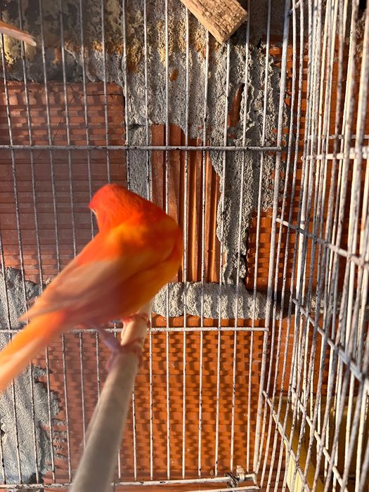 Vendo casal de canários vermelhos
