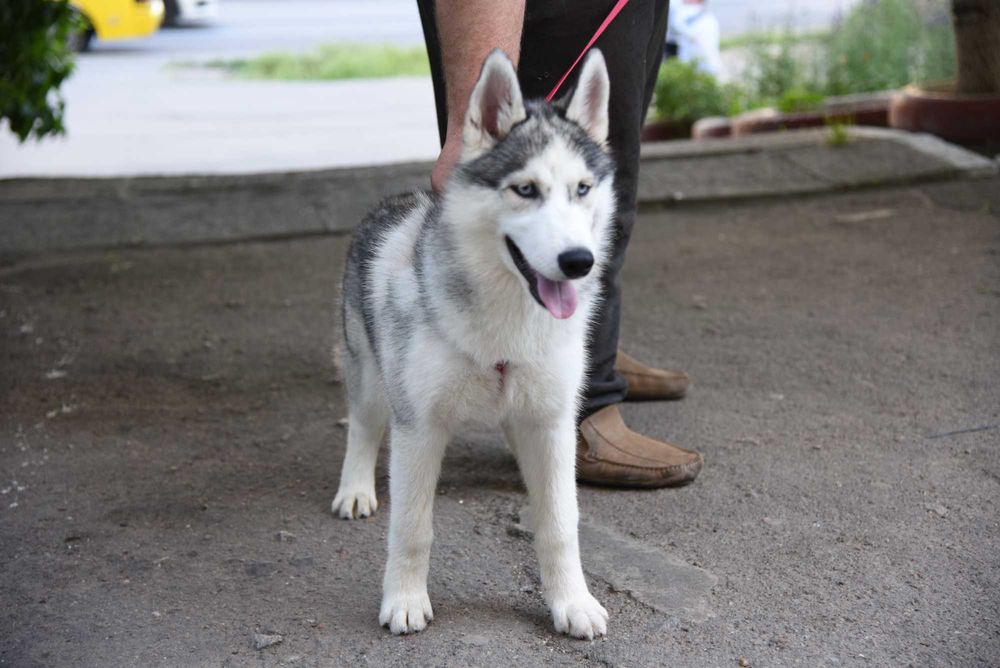Девочка хаски, ищет жениха.