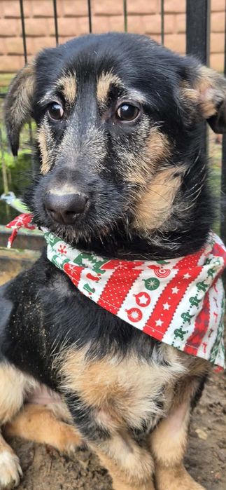 Kochana, młodziutka suczka dla kochających ludzi