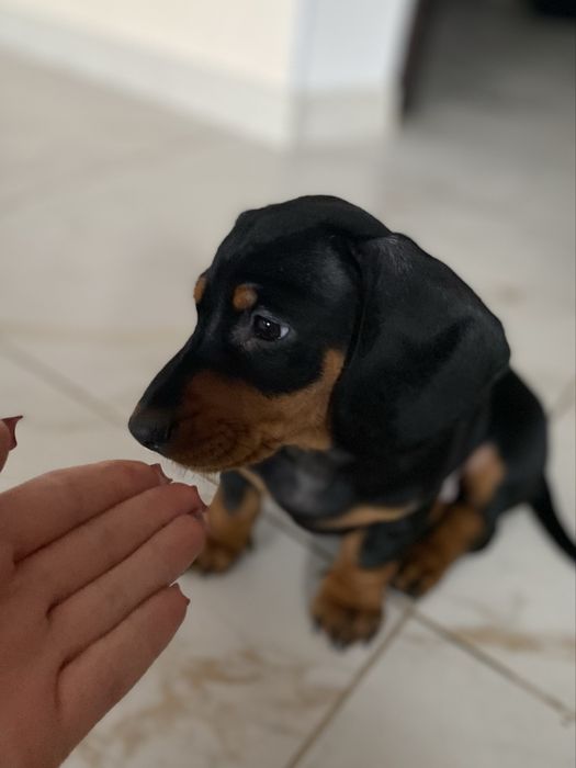 Чорно підпала такса. Дівчинка шукає сімʼю