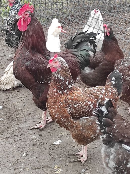 Кури лівенські ситцеві, яйце інкубаційне