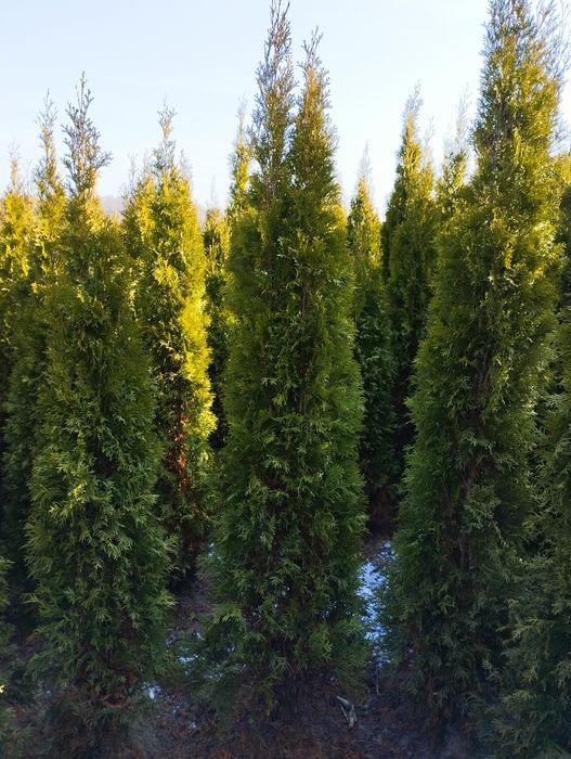 Thuja Szmaragd gęsty 140-150cm Zielonki