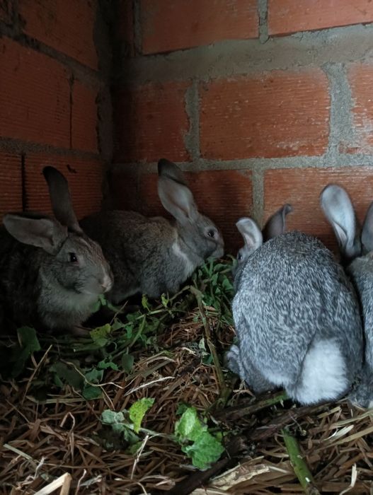 Coelhos caseiros