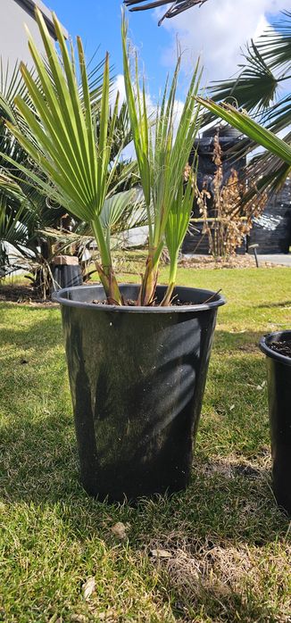 Washingtonia Robusta