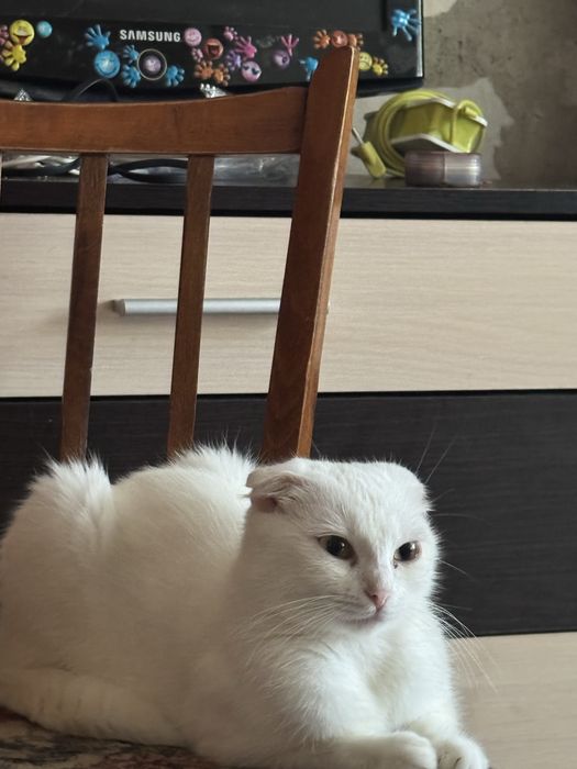 Кішка вислоухая біла