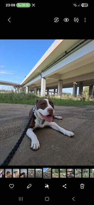 Zazu poleca sie do adopcji