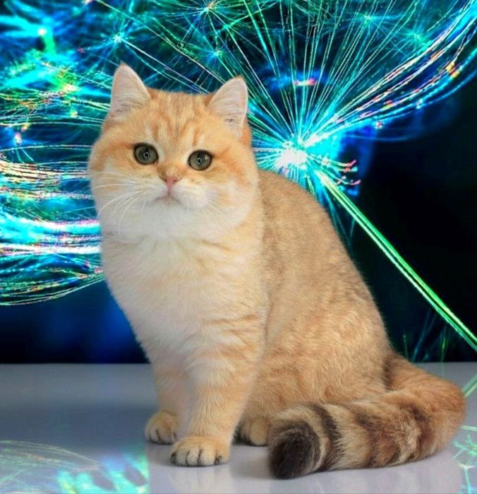 Золотая шиншилла британская