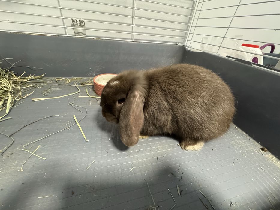 Królik Mini Lop Baranek miniaturka  + klatka