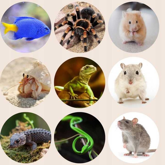 Kokos Do Akwarium Terrarium Grota Kryjówka Dla Ryb Pająka Chomika Węża