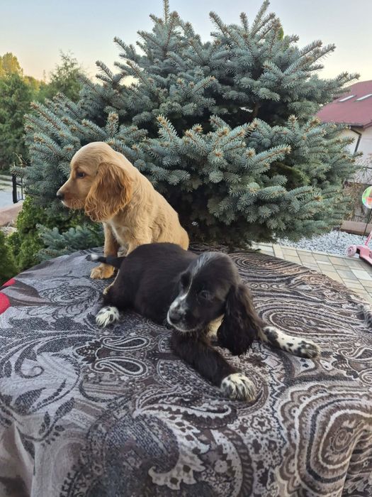 Suczka Cocker spaniel sprzedam