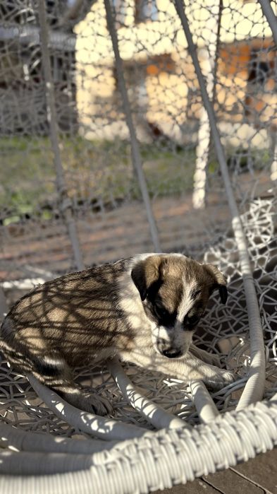 Щенята, собака, пес, німецька вівчарка  хаскі друг  домашній улюбленець