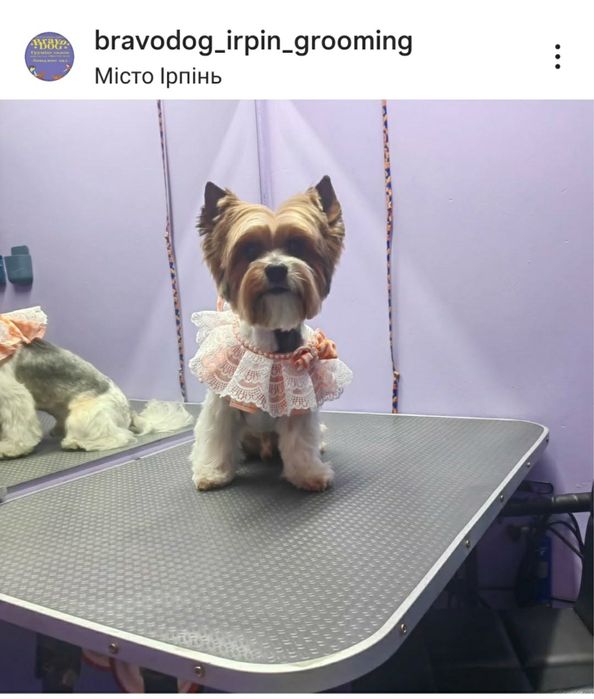 Стрижка собак грумер грумінг салон вичісування лінька спа калтуни коти