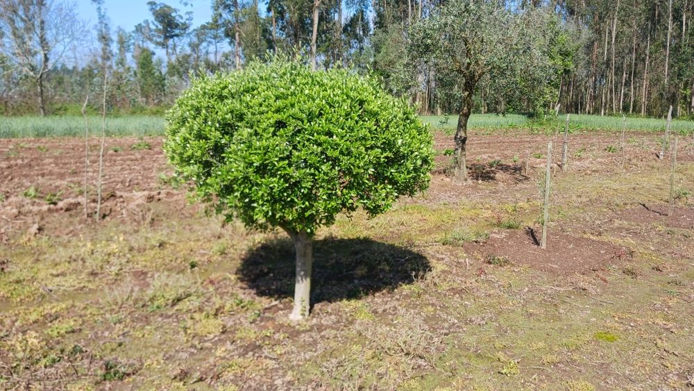 Oliveiras para jardim ou produção