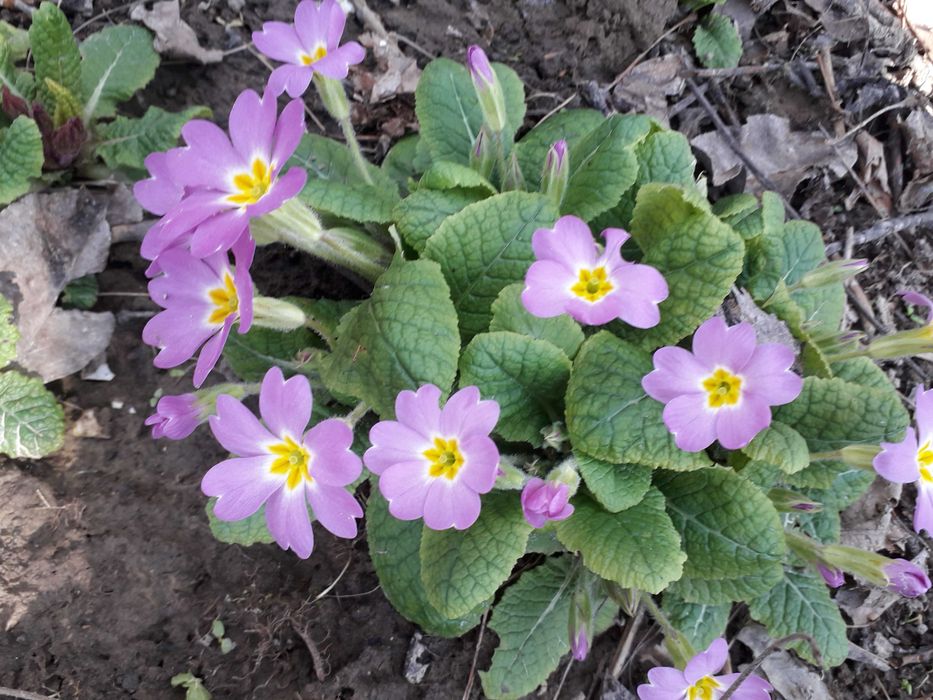 Примула садова багаторічна