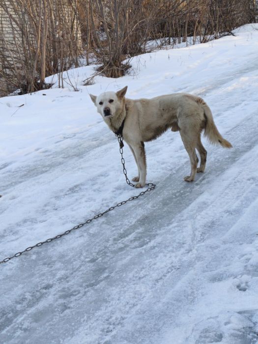 Собака бесплатно