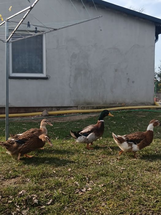 jajka lęgowe kaczek staropolskich