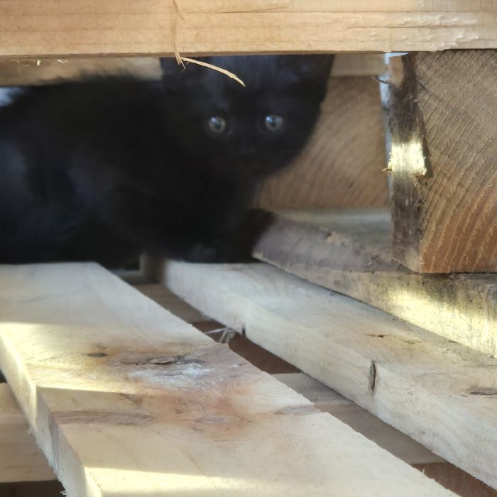 Котята /кошенята шукають дім