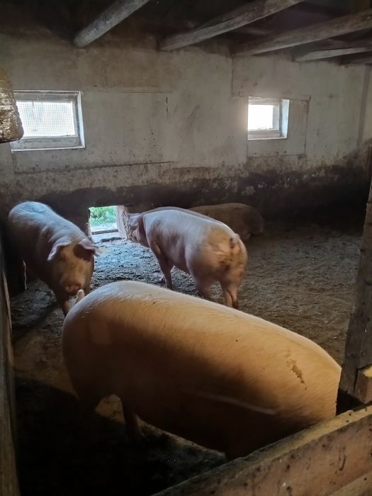 Приміщення свиноферми с.Юрки.Кременчуцького рн