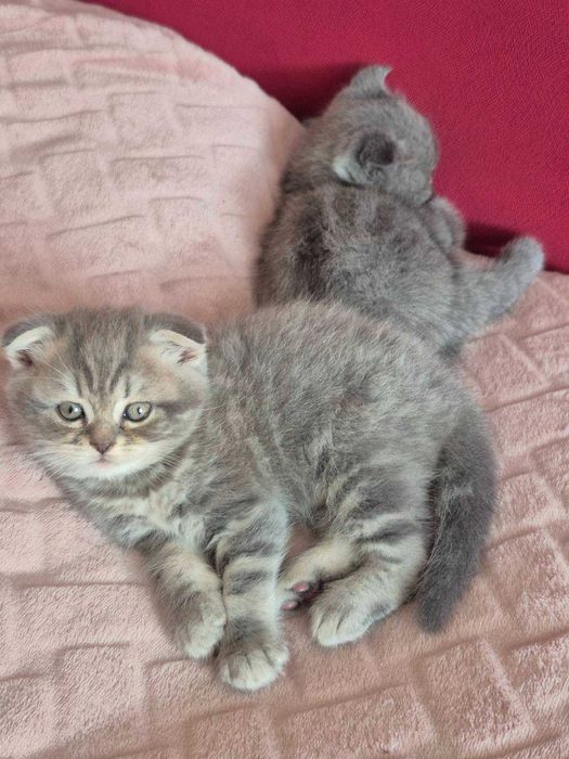 Продам шотландських кошенят, скоттиш страйт.