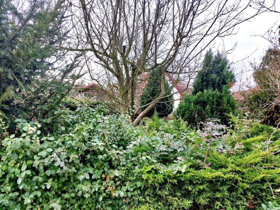 Sprzedam działkę z domkiem na ROD "Włókniarz"